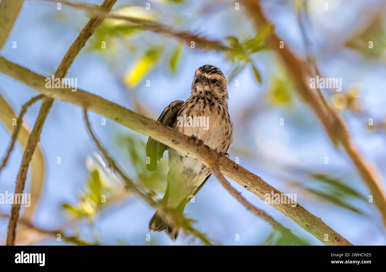 Crithagra atrogularis hires stock photography and images Alamy