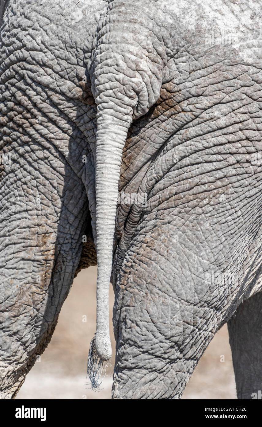 African elephant (Loxodonta africana), detail, rump and tail, Nebrowni Waterhole, Etosha National Park, Namibia Stock Photo
