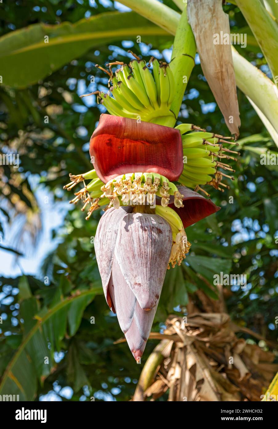 A closeup of a banana tree in bloom, Kerala, India Stock Photo Alamy