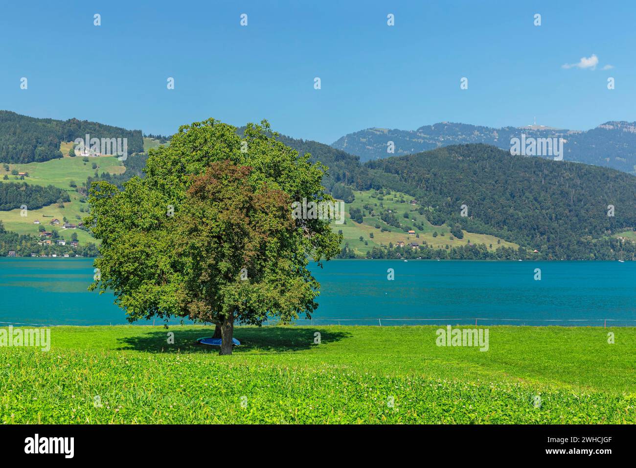 Lake Lucerne near Beckenried with view of the Rigi, Canton Niewalden, Switzerland, Lake Lucerne, Niewalden, Switzerland Stock Photo