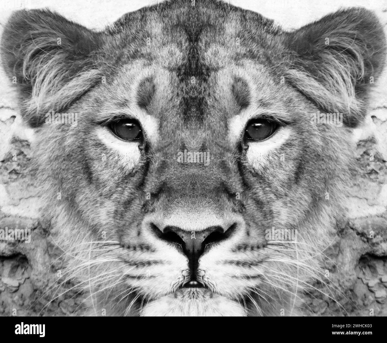 cute and nice lion Cub black and white Stock Photo - Alamy