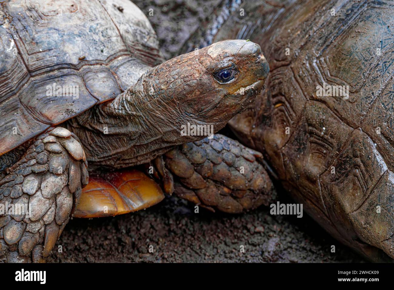 Brown land tortoise (Manouria emys emys), animal portrait, captive, occurrence Southeast Asia Stock Photo