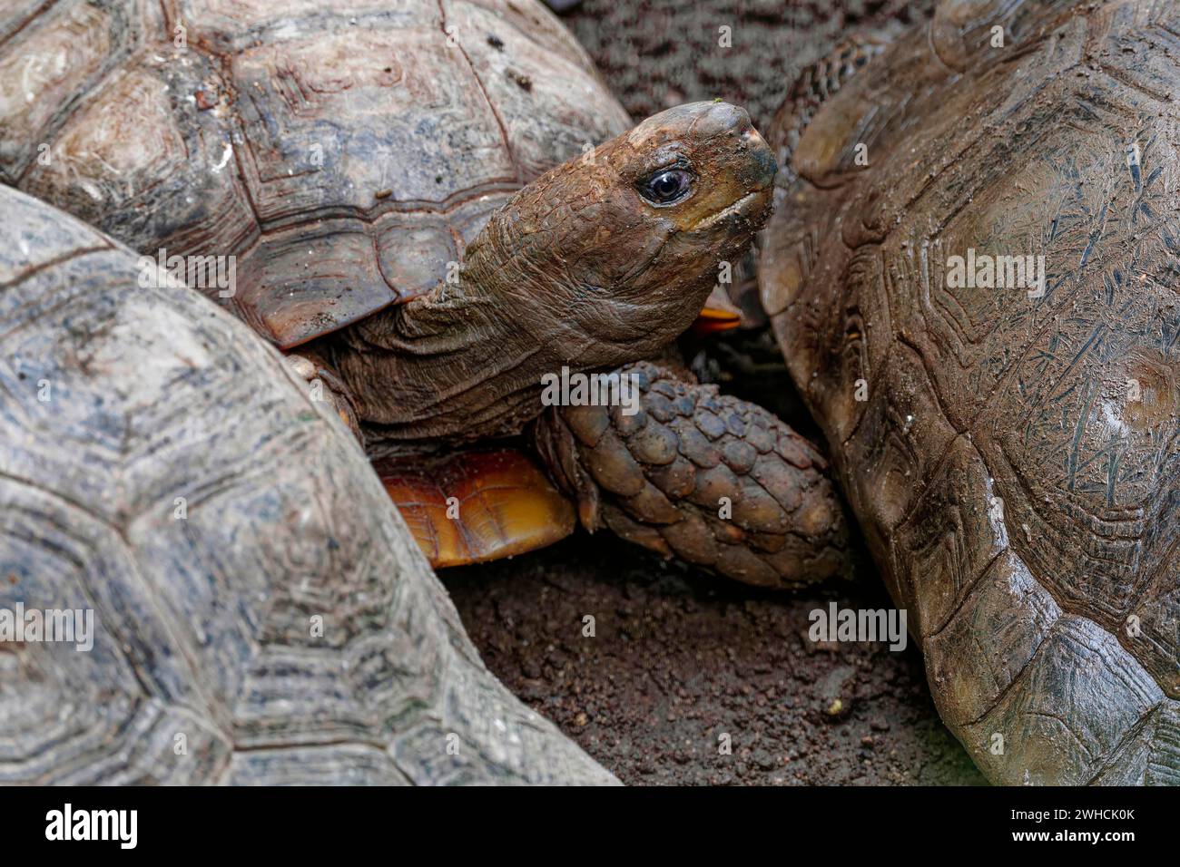 Brown tortoise (Manouria emys emys), captive, found in Southeast Asia Stock Photo