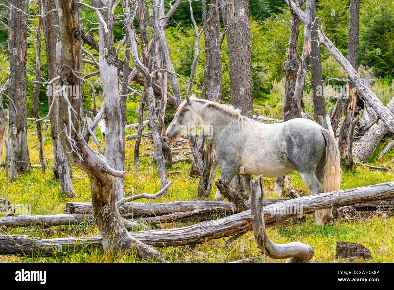 Horse, grey, grazing between dead trees, Tierra del Fuego National Park, Tierra del Fuego Island, Patagonia, Argentina Stock Photo