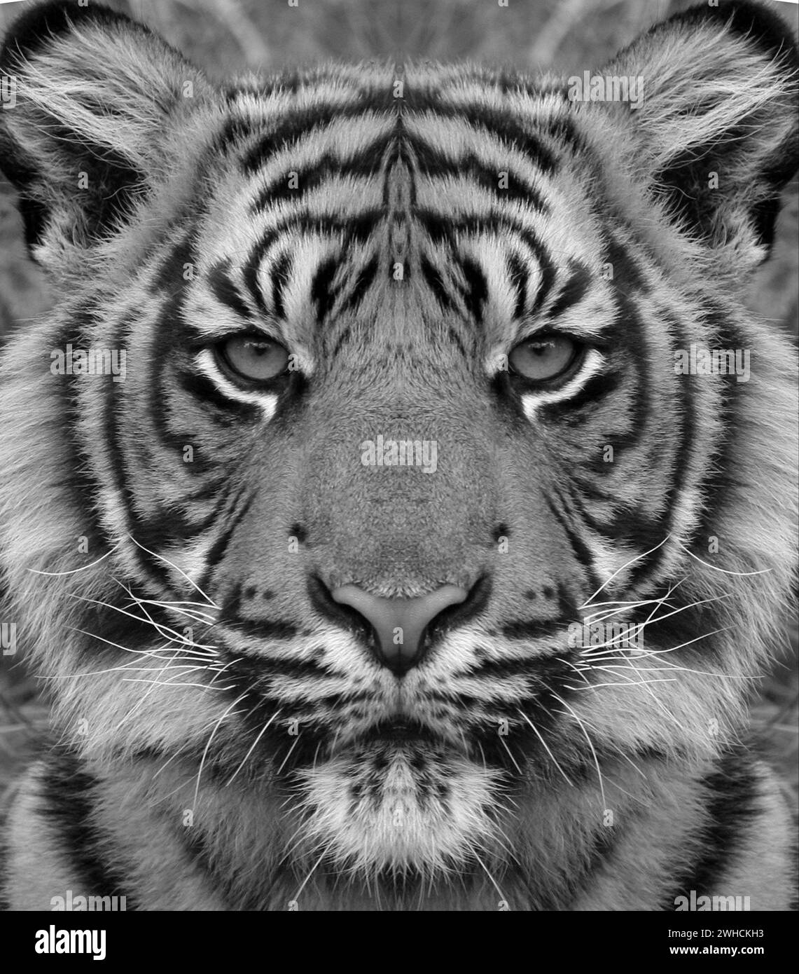 Siberian tiger portrait in black and white with high contrast Stock