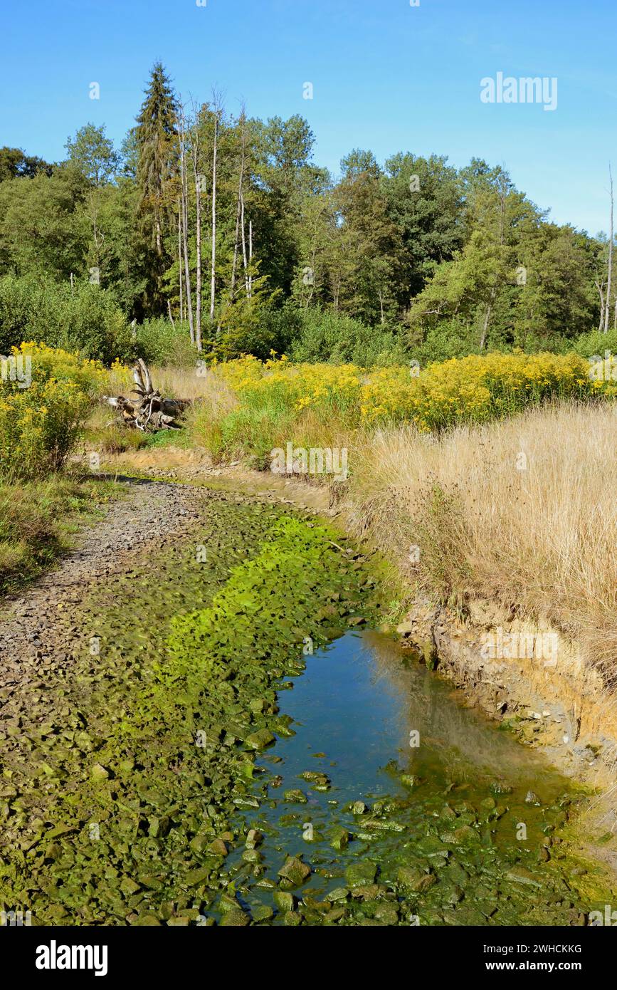 Arnsberg Forest, forest stream dried out by extreme heat and drought