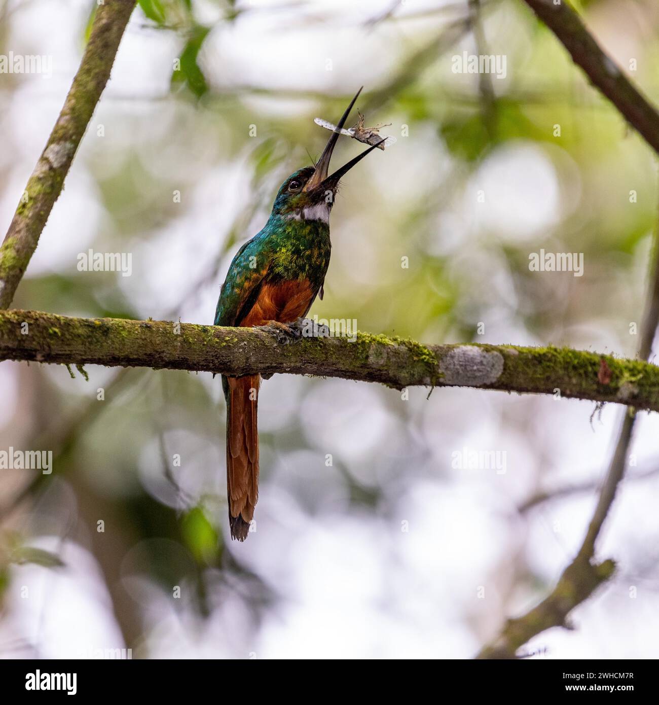 Birdlife, Costa Rica, Central America, Central America Stock Photo