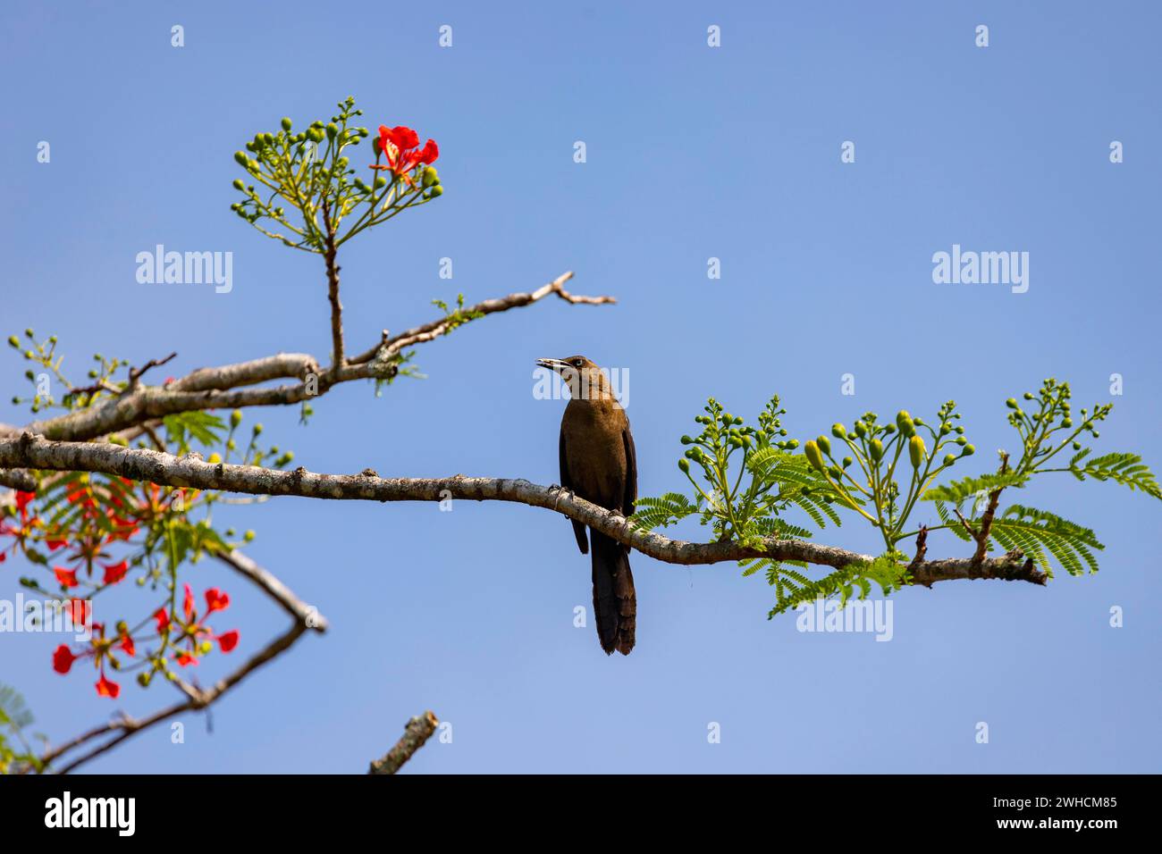 Birdlife, Costa Rica, Central America, Latin America Stock Photo