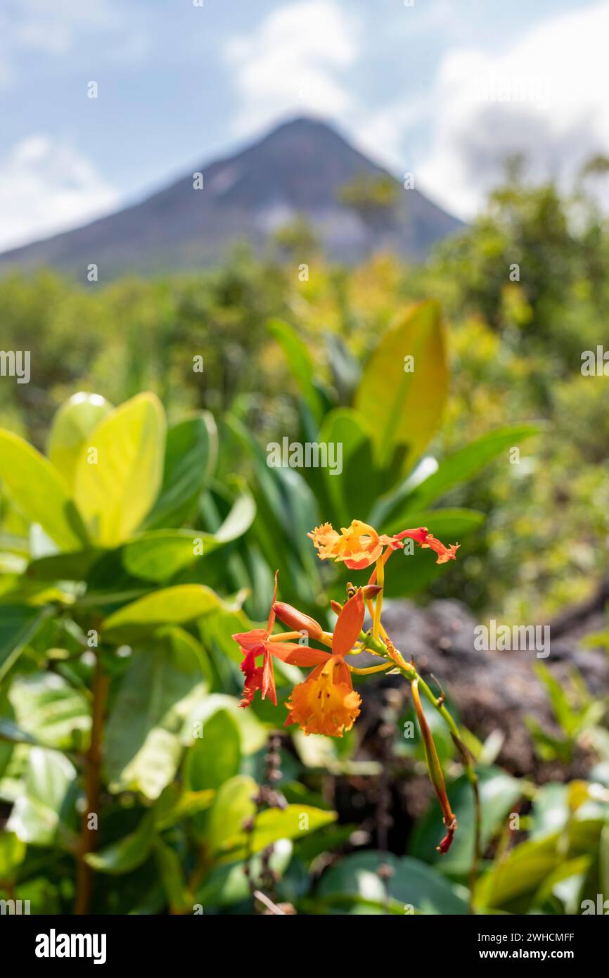 Flora at the foot of the Arenal Volcano, Costa Rica, Central America ...