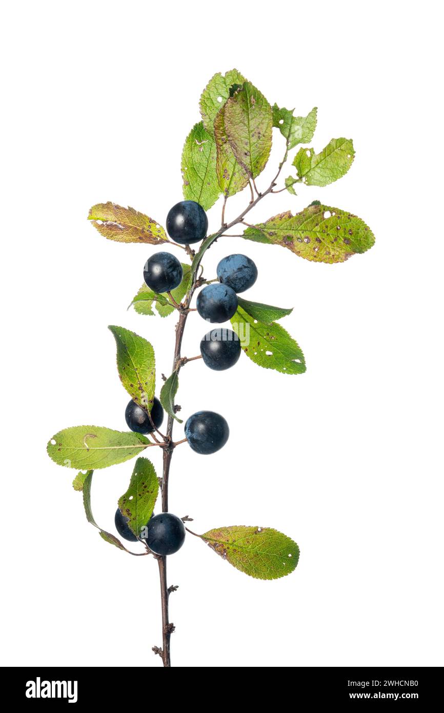 Blackthorn (Prunus spinosa), hedge, shrub, free-standing plant, Vechta, Lower Saxony, Germany Stock Photo