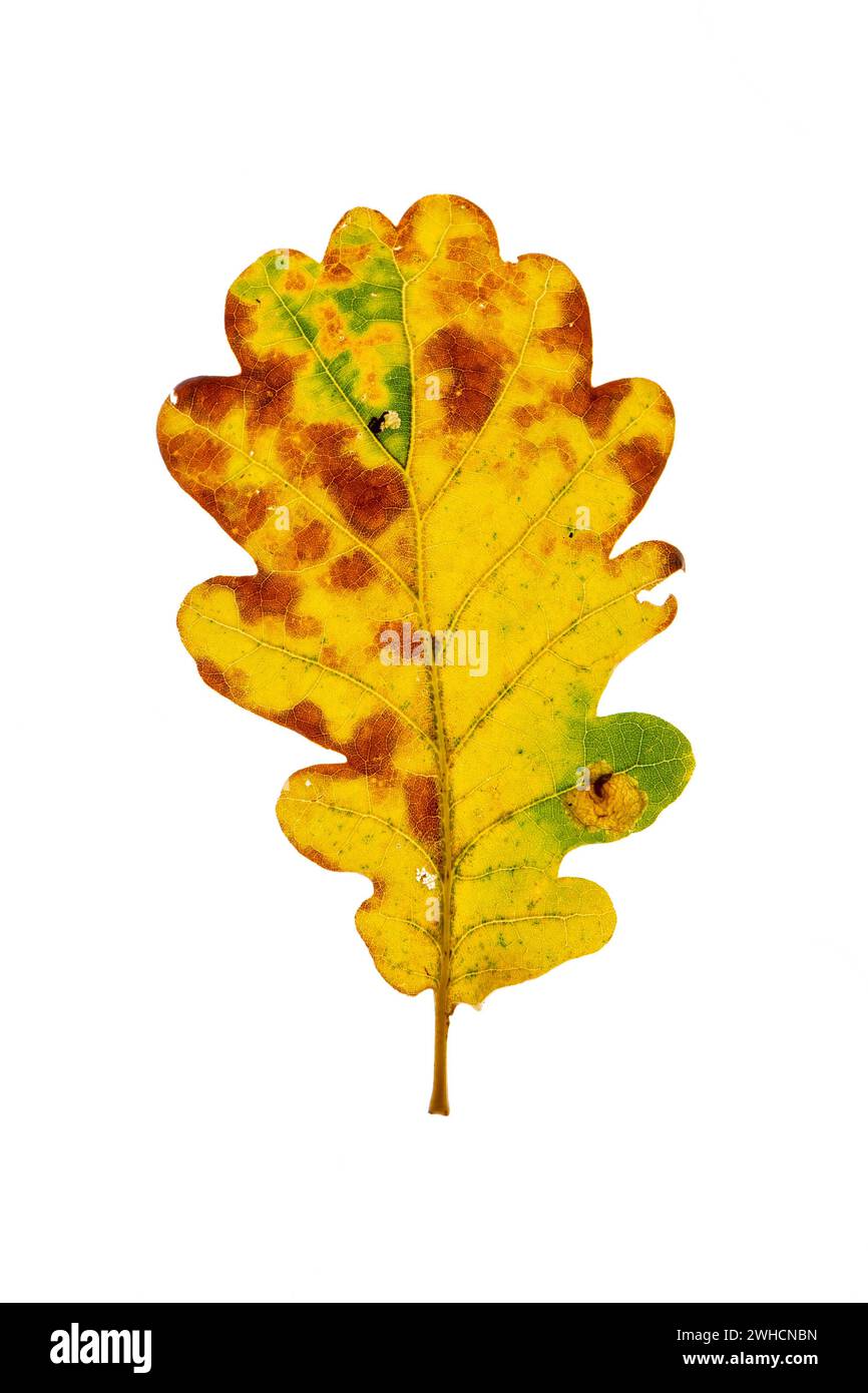 Plain oak leaf hi-res stock photography and images - Alamy