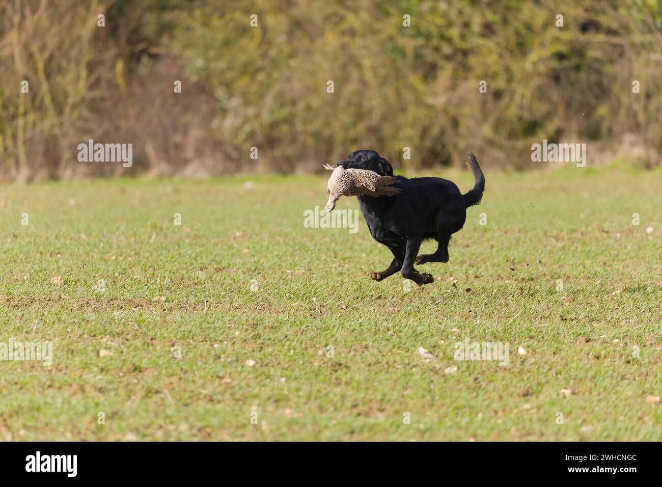 Labrador retriever running across field with Common pheasant Phasianus ...