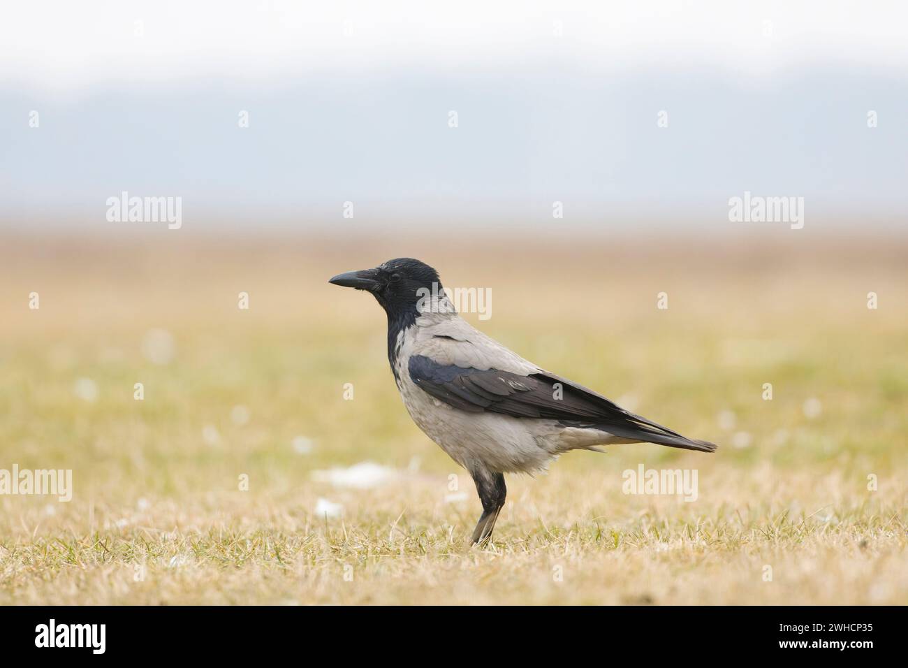 Hooded crow Corvus cornix, adult standing on grassland, Hortobagy, Hungary, February Stock Photo