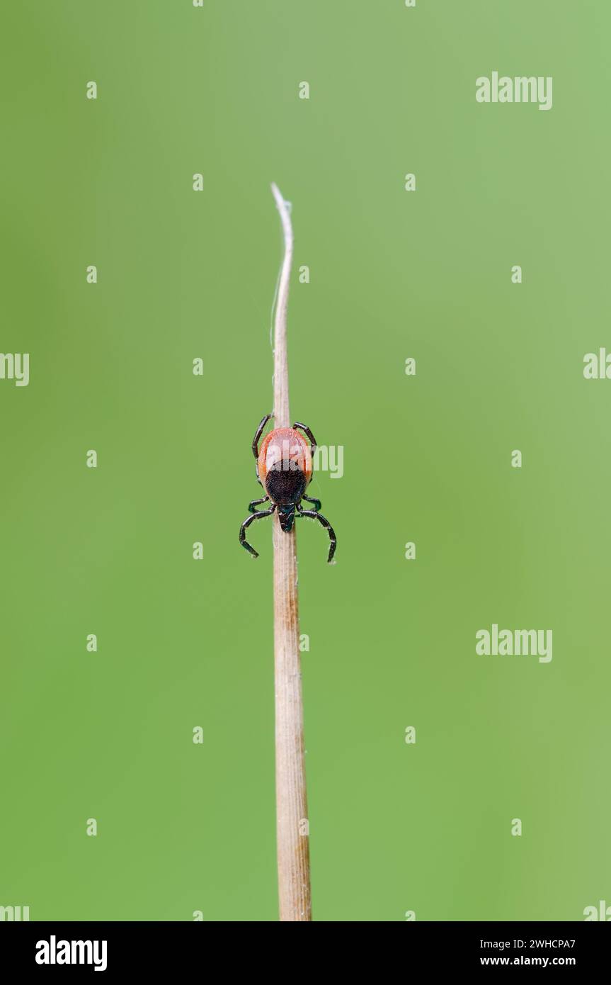Common wood tick or tick (Ixodes ricinus), female, North Rhine-Westphalia, Germany Stock Photo