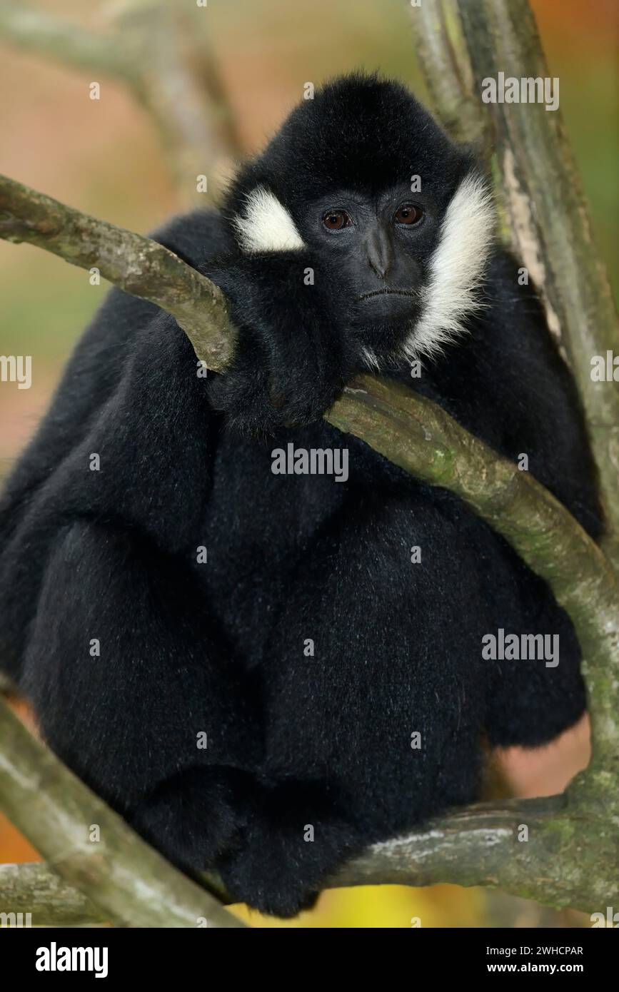 Northern white cheeked crested gibbon (Nomascus leucogenys), male Stock