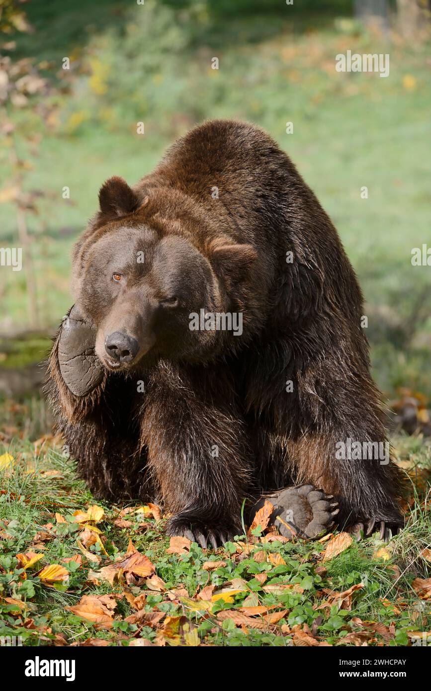 An Alaskan Brown Bear Sits in a Field of Flowers with his Tongue Out Stock  Photo - Alamy, image size:867x1390