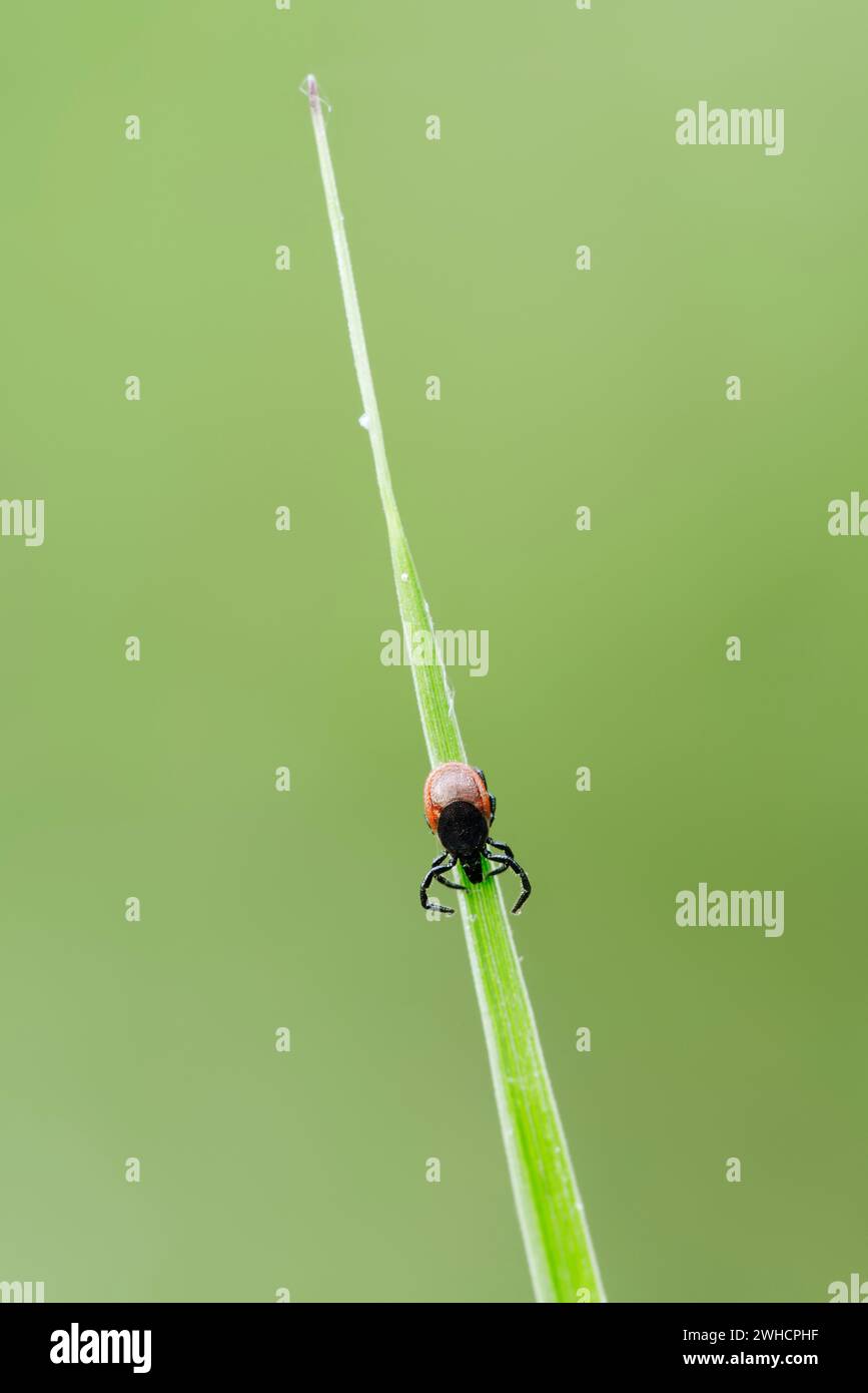 Common wood tick or tick (Ixodes ricinus), female, North Rhine-Westphalia, Germany Stock Photo