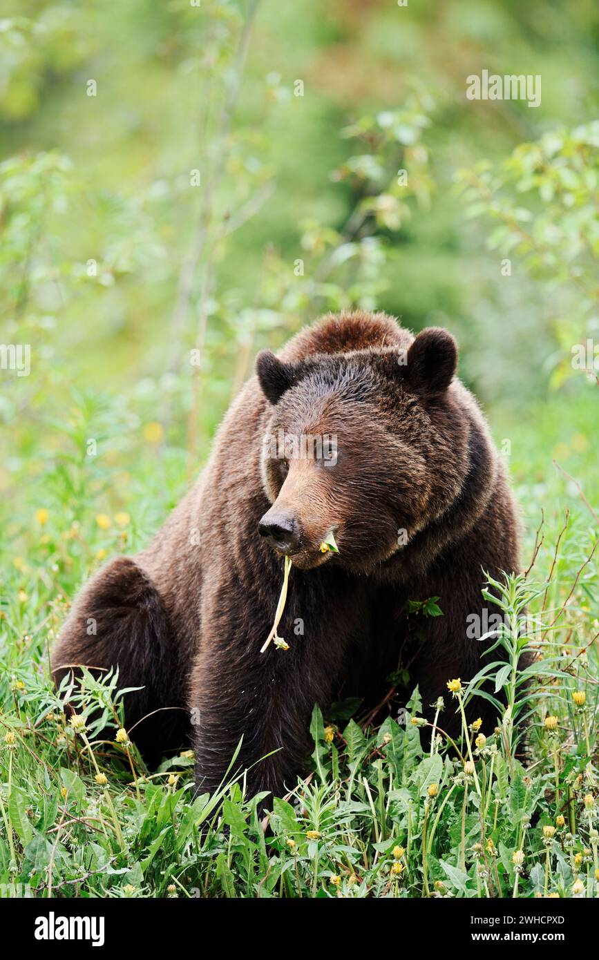 Grizzly bear (Ursus arctos horribilis) eating plants, Jasper National Park, Alberta, Canada Stock Photo