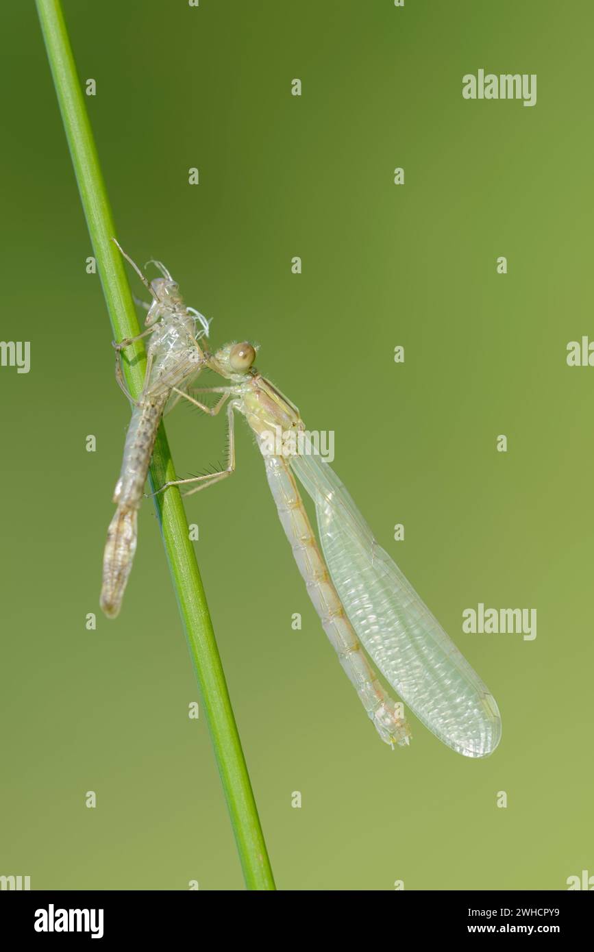 Common willow damselfly (Chalcolestes viridis) freshly hatched dragonfly hanging from its exuvia, North Rhine-Westphalia, Germany Stock Photo