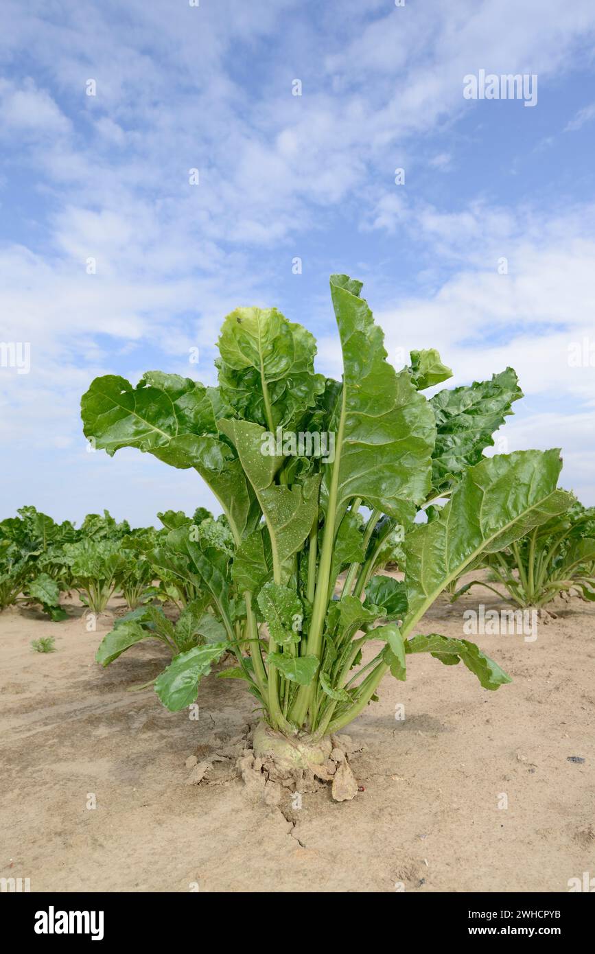 Sugar beet (Beta vulgaris ssp. vulgaris var. altissima) in a field, Normandy, France Stock Photo