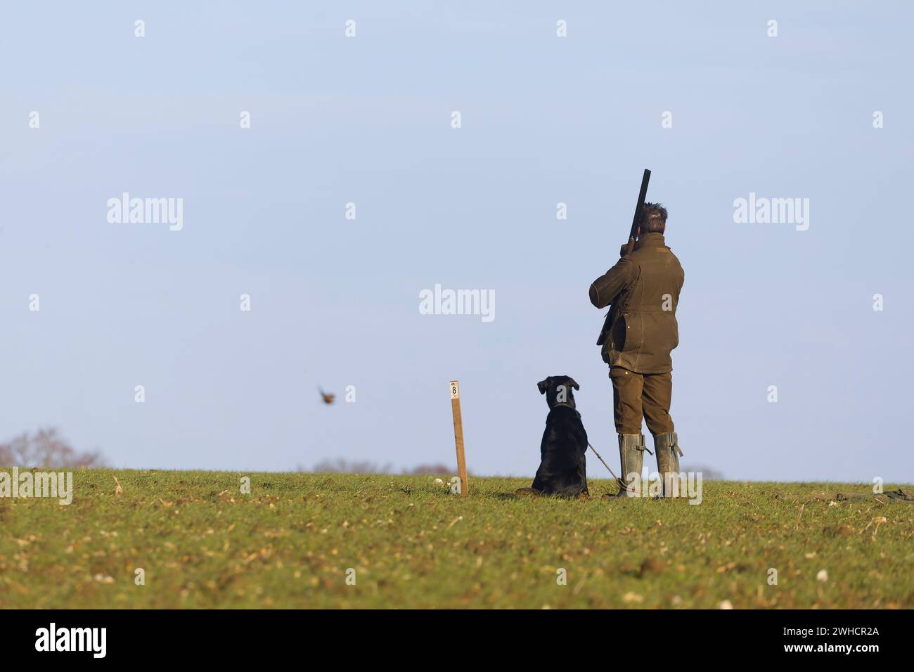 Man holding shotgun with labrador retriever at feet, watching Common pheasant Phasianus colchicus, female falling during game shoot , Suffolk, England Stock Photo