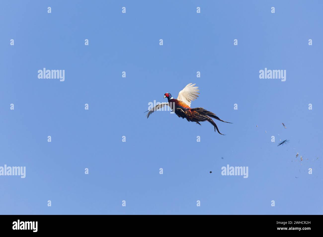 Pheasant Falling Common pheasant Phasianus colchicus, adult male flying with feathers ...