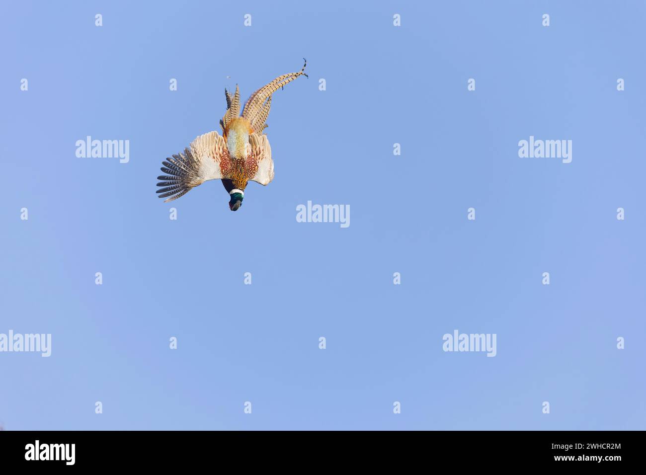 Pheasant Falling Common pheasant Phasianus colchicus, adult male falling, following ...