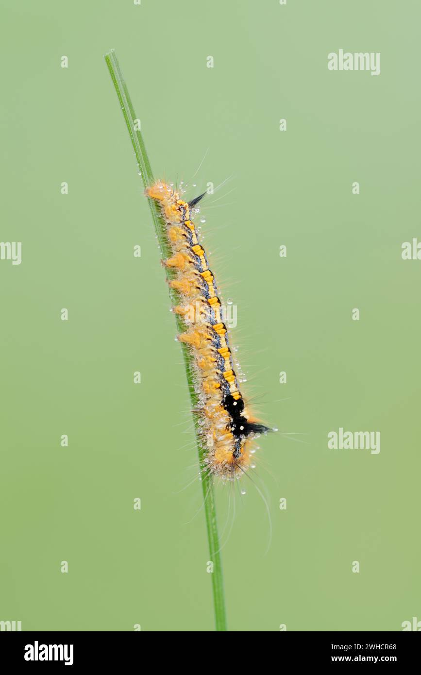 Grass cluck or drinker (Euthrix potatoria), caterpillar, North Rhine-Westphalia, Germany Stock Photo