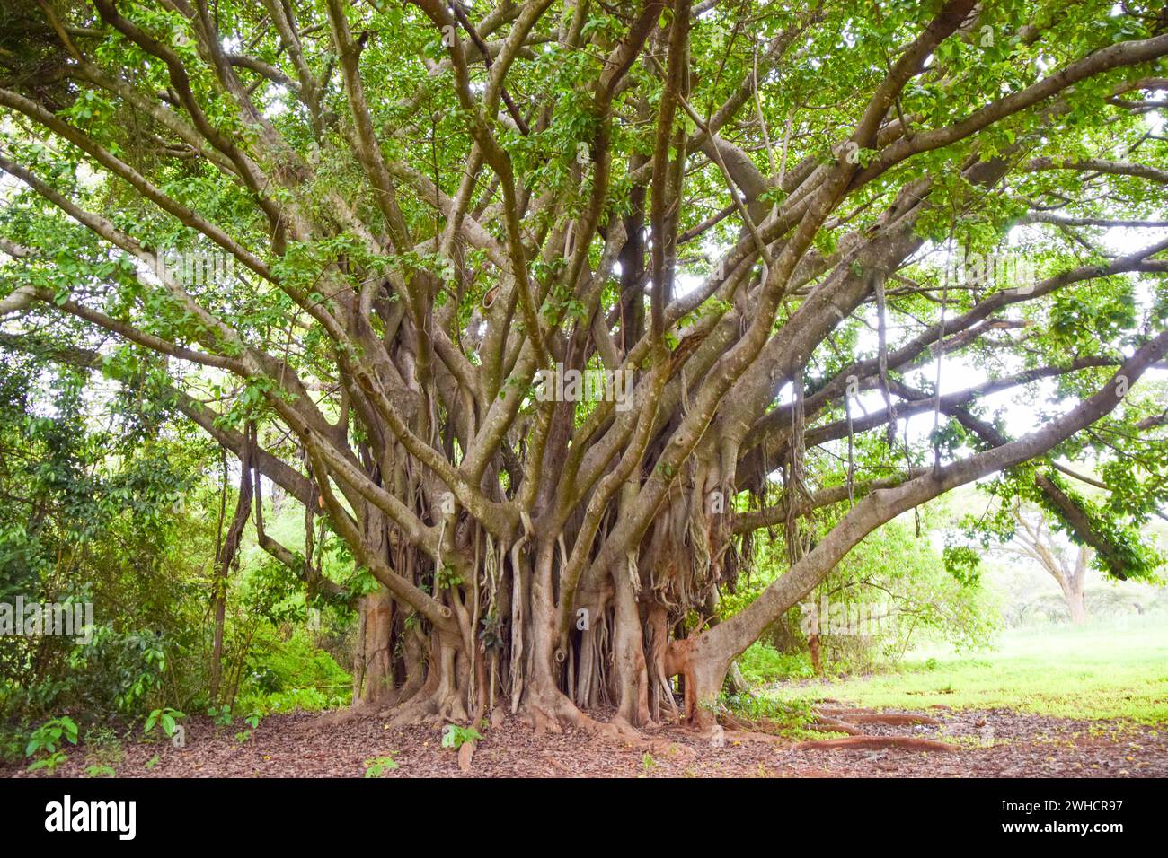 Ficus chirindensis fig tree in Zimbabwe Stock Photo
