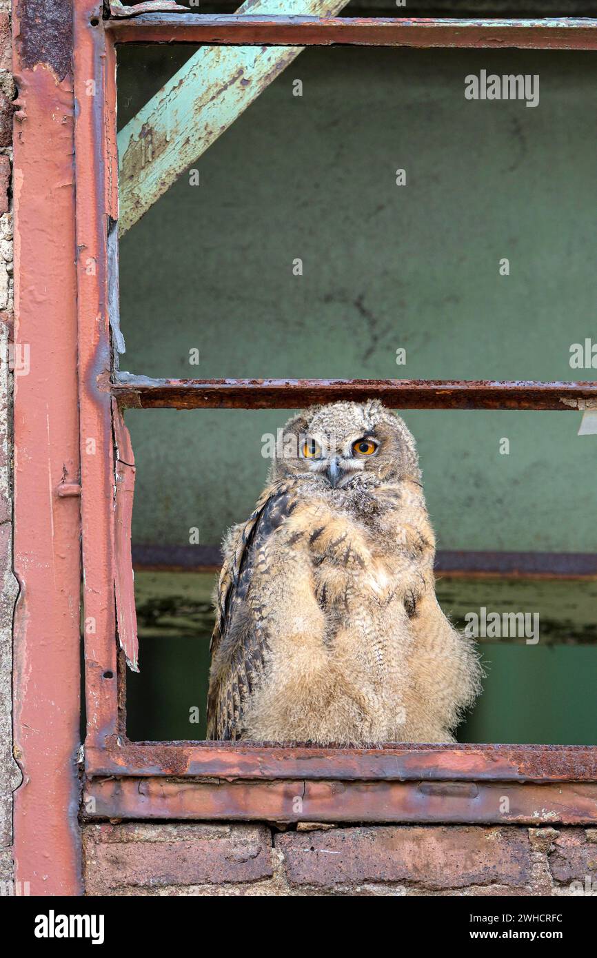 Eurasian eagle-owl (Bubo bubo), fledged young bird, in an old window ...