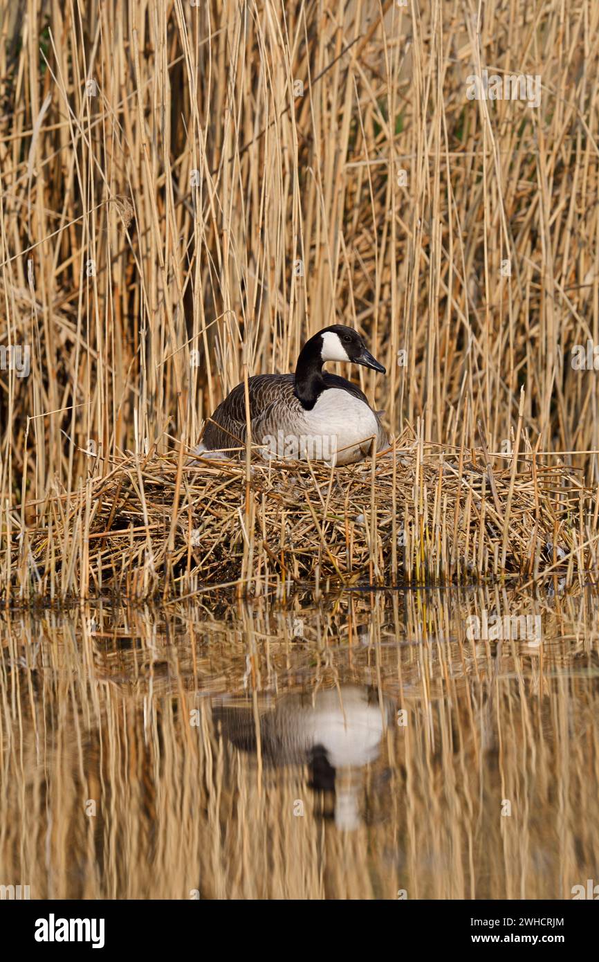 Canada goose (Branta canadensis) sitting brooding on the nest, North ...