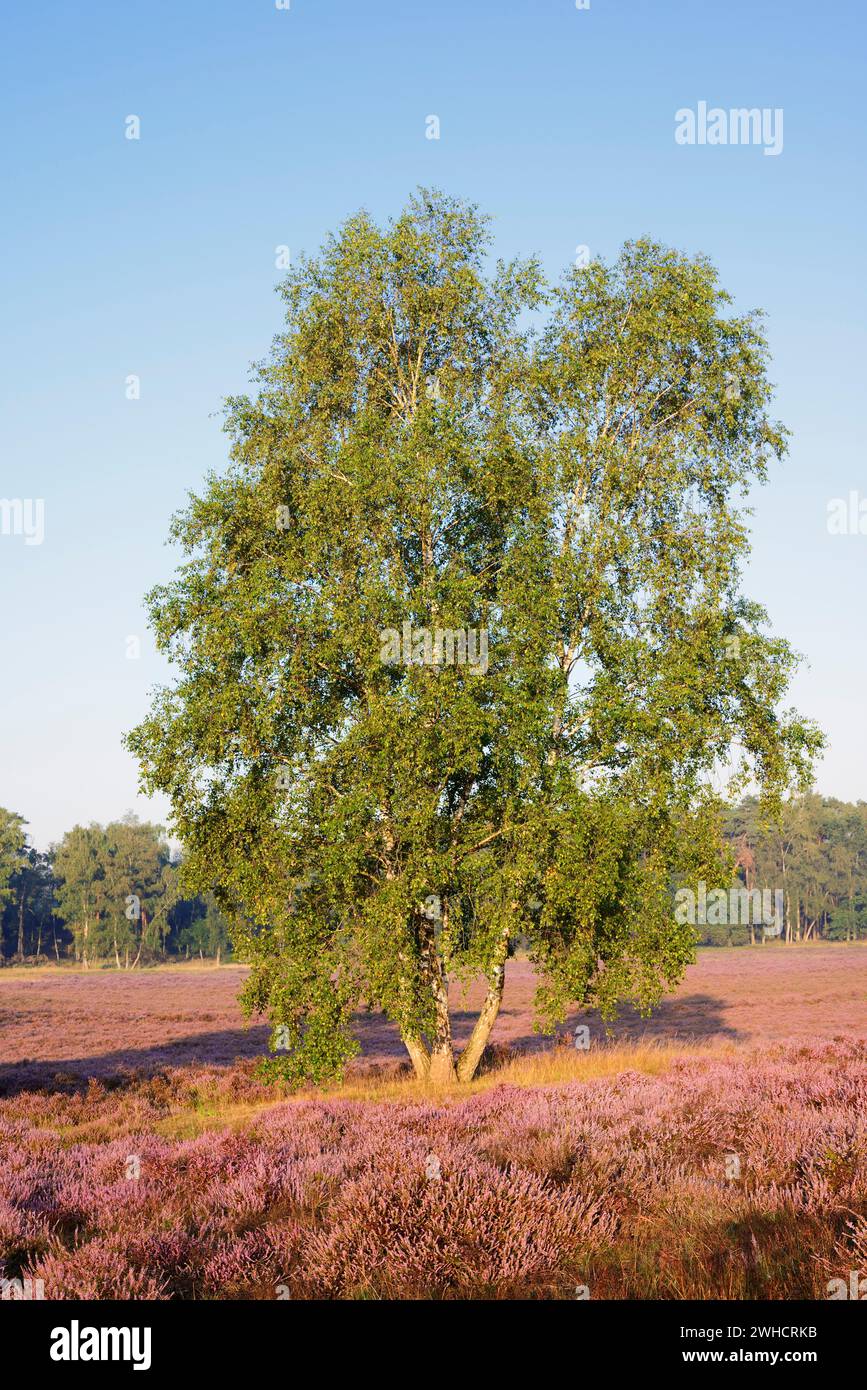 Silver birch (Betula pendula) and flowering heather (Calluna vulgaris), Westruper Heide, North Rhine-Westphalia, Germany Stock Photo