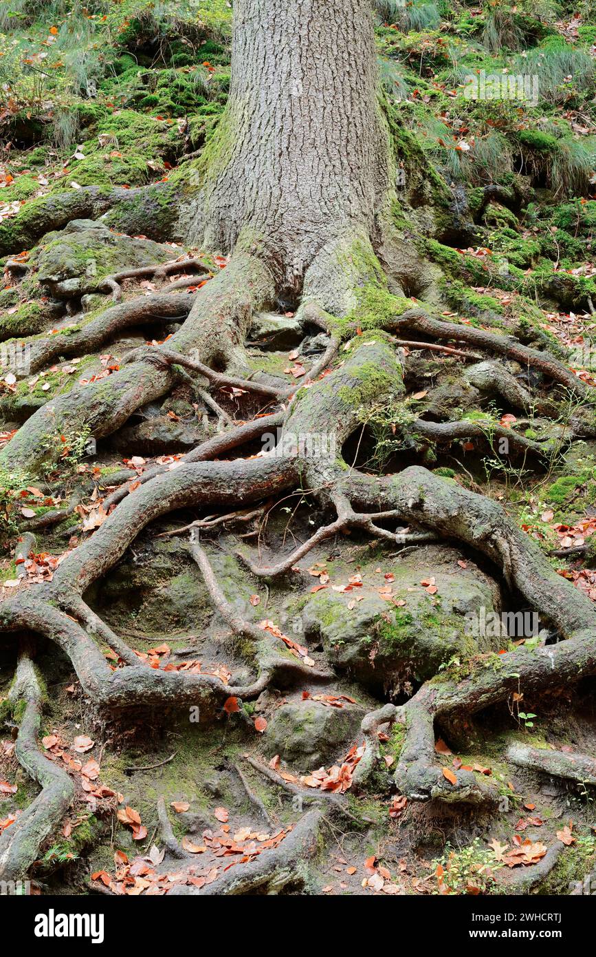 Saxon roots hi-res stock photography and images - Alamy