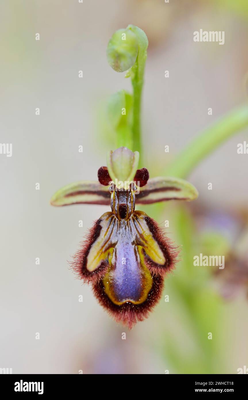 Mirror orchid (Ophrys speculum), flower, Mallorca, Balearic Islands, Spain Stock Photo