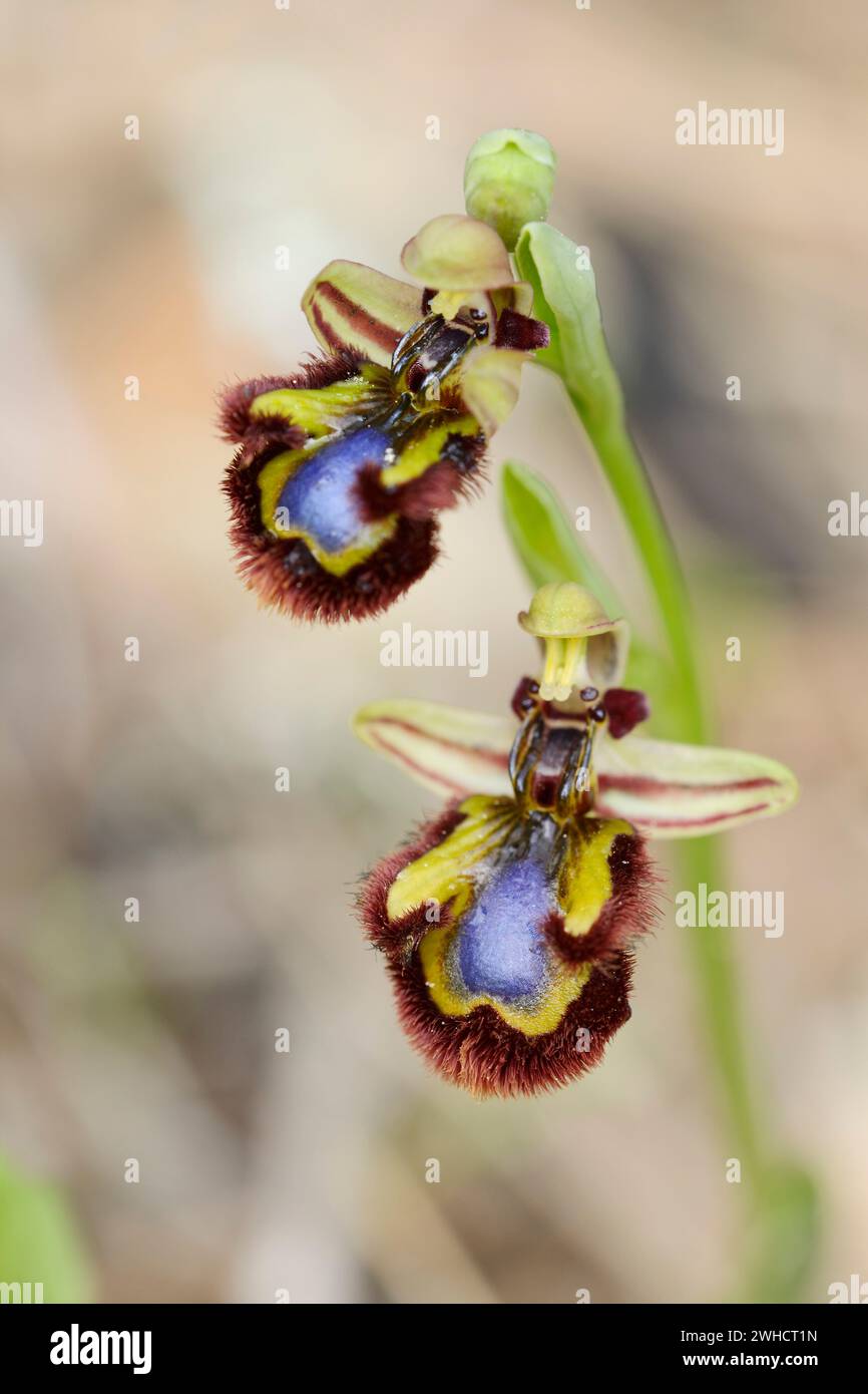 Mirror orchid (Ophrys speculum), flowers, Mallorca, Balearic Islands, Spain Stock Photo
