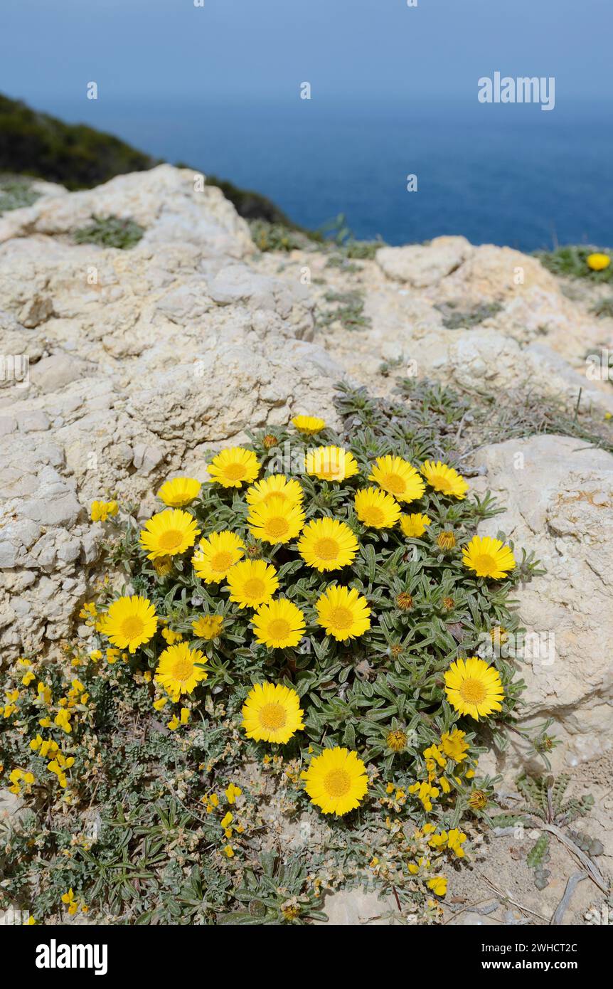 Ducat flower or coastal beach star (Pallenis maritima), Mallorca, Balearic Islands, Spain Stock Photo