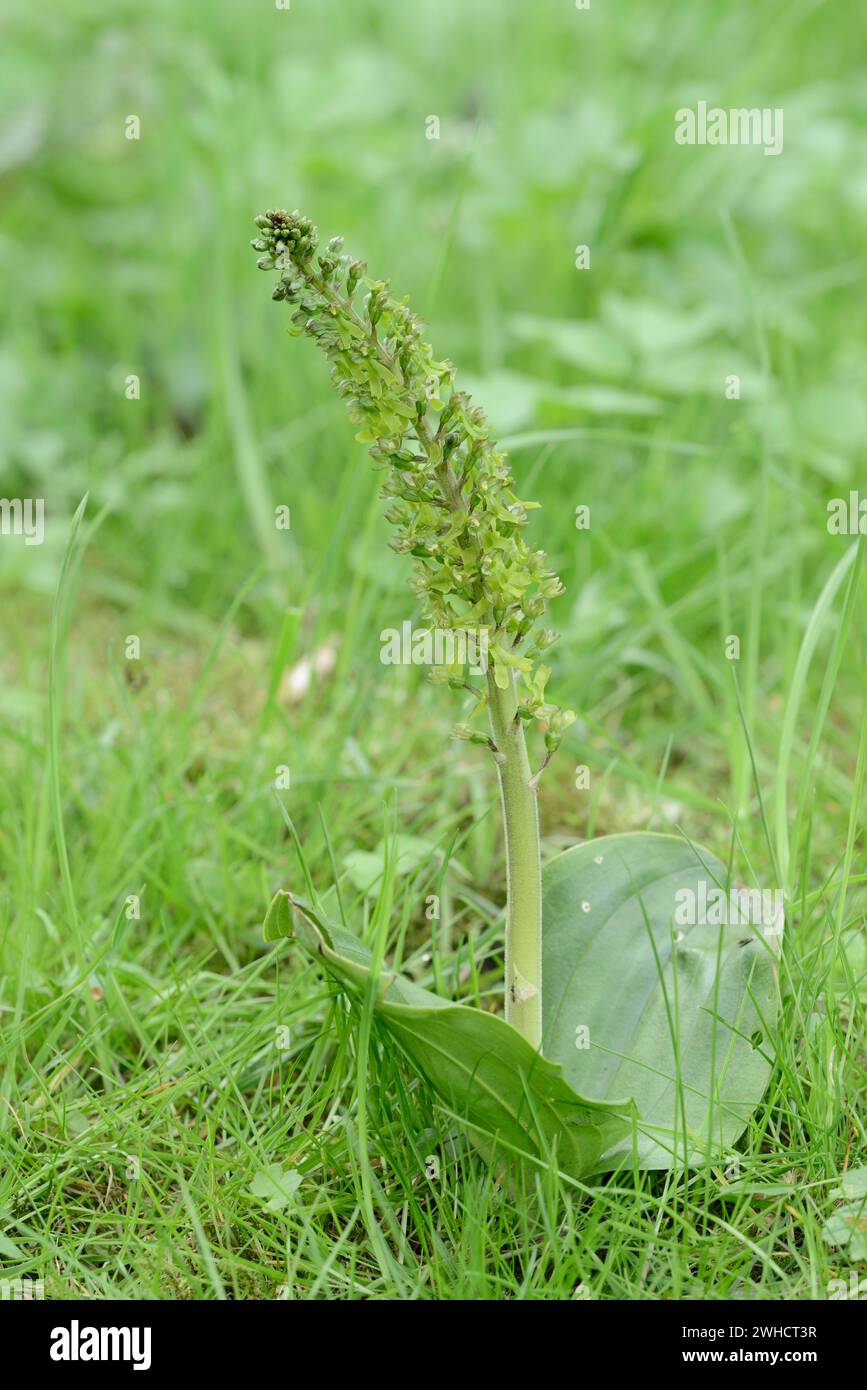 Big two-leaf (Neottia ovata), North Rhine-Westphalia, Germany Stock Photo