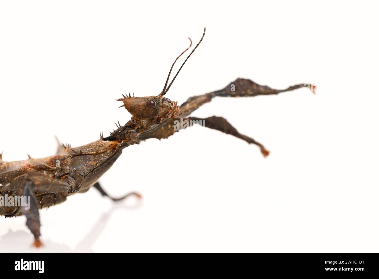 Australian ghost insect (Extatosoma tiaratum), female Stock Photo