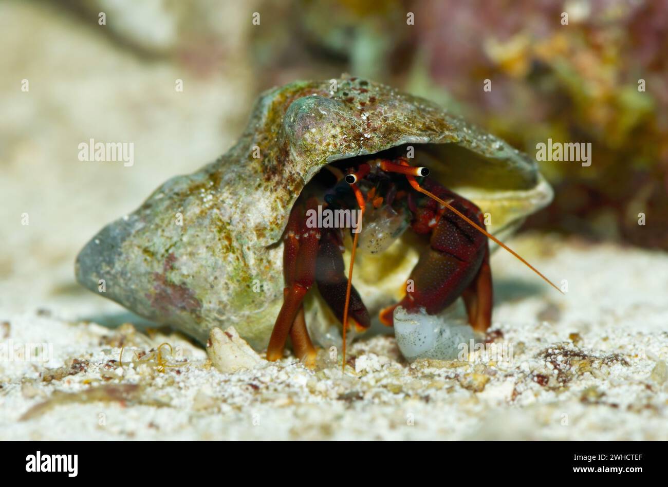 Orange-red hermit crab (Clibanarius rutilus) Stock Photo