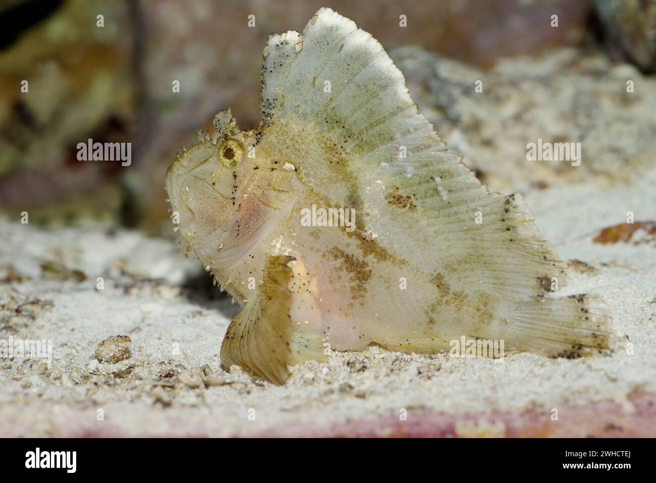 Rocking fish (Taenianotus triacanthus), occurrence in the Indo-Pacific Stock Photo