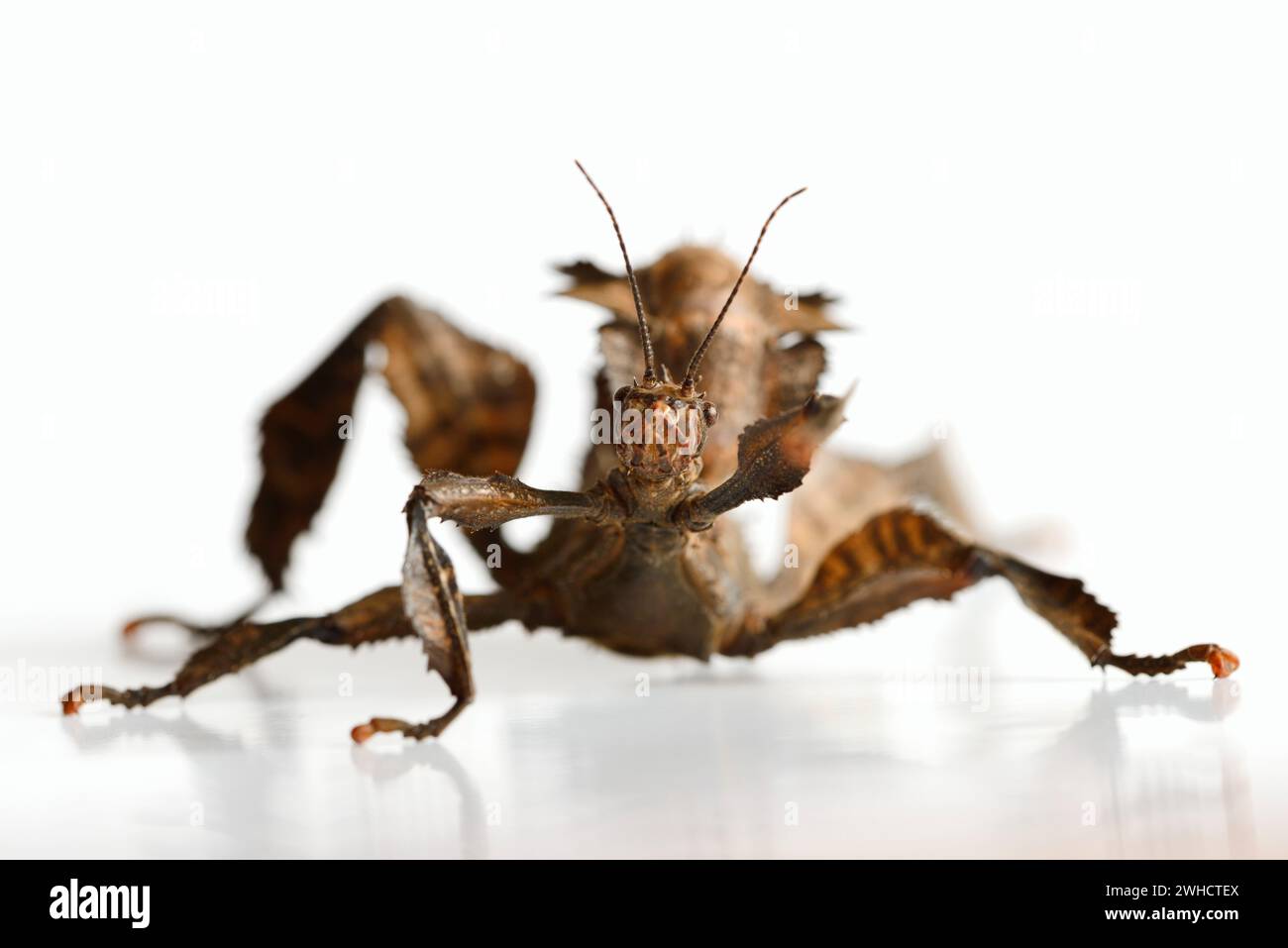 Australian ghost insect (Extatosoma tiaratum), female Stock Photo