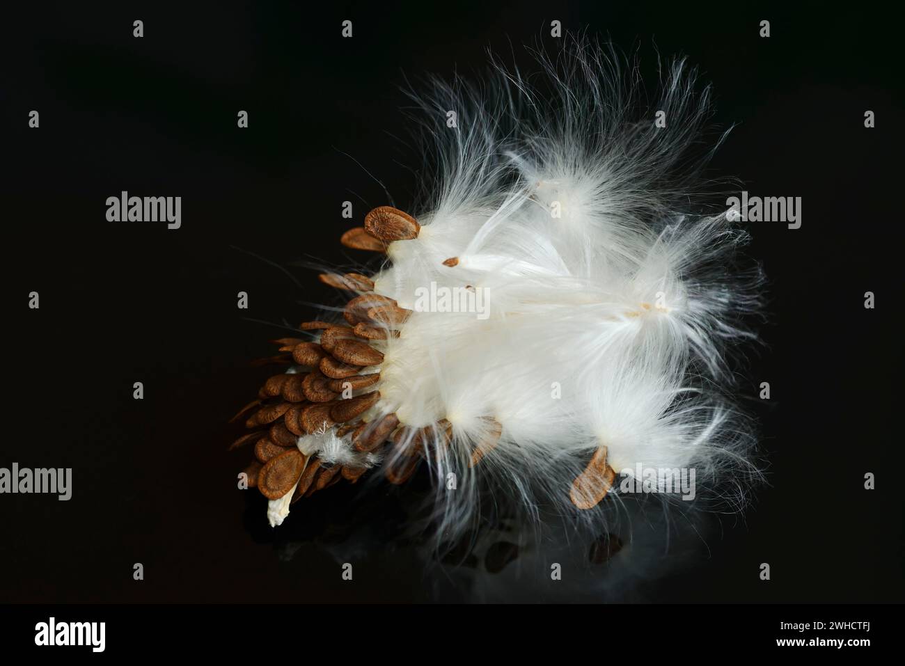 Vivid Asclepias Syriaca Seeds Capture Digital Art Vivid Asclepias Syriaca Seeds Capture Digital Art
