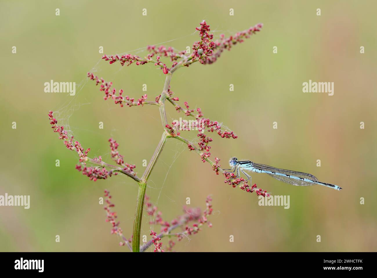 Goblet Damselfly (Erythromma lindenii, Cercion lindenii), male, France Stock Photo