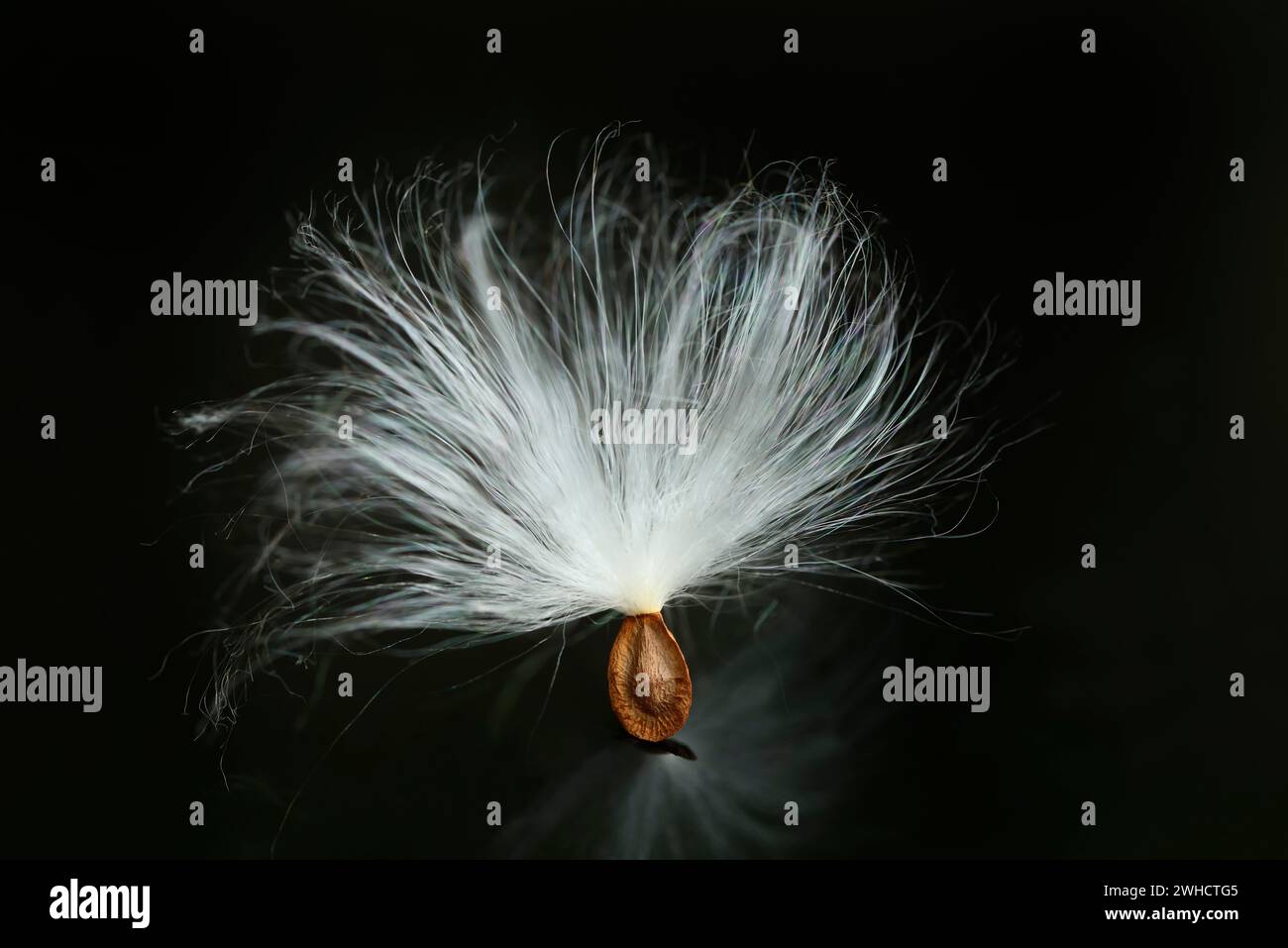 High-Quality Asclepias Syriaca Seeds Design for Your Screen High-Quality Asclepias Syriaca Seeds Design for Your Screen