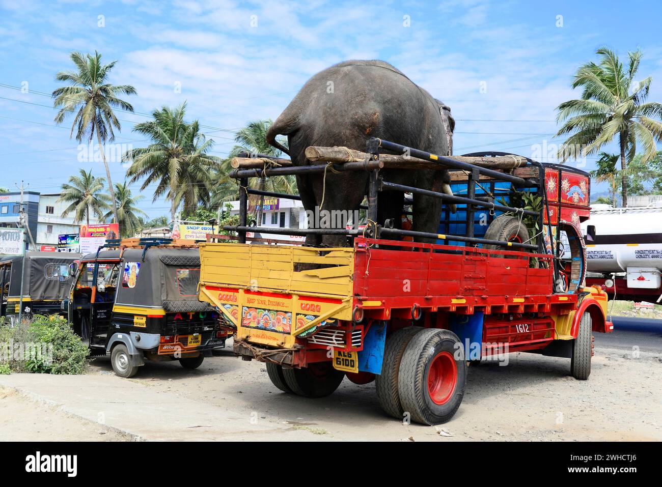 Elephant transport by lorry, Fort Kochi, Kochi, Kerala, South India, India Stock Photo