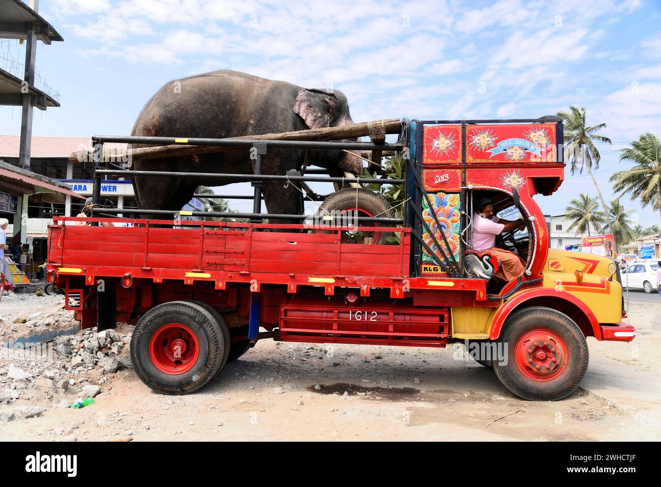 Elephant transport by lorry, Fort Kochi, Kochi, Kerala, South India, India Stock Photo
