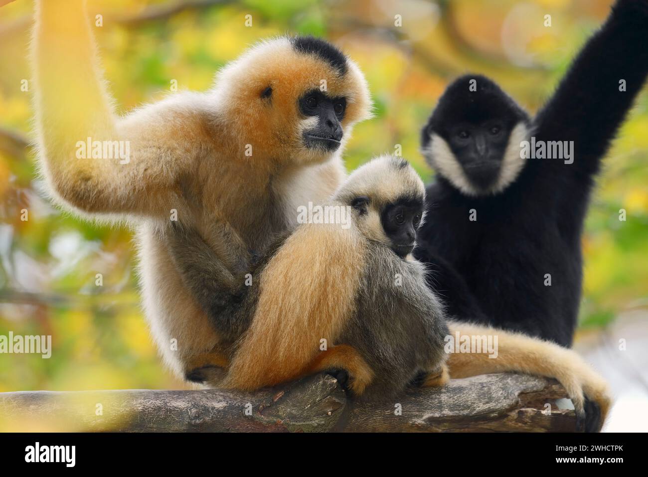 Northern white-cheeked crested gibbon (Nomascus leucogenys), male and female with juvenile Stock Photo