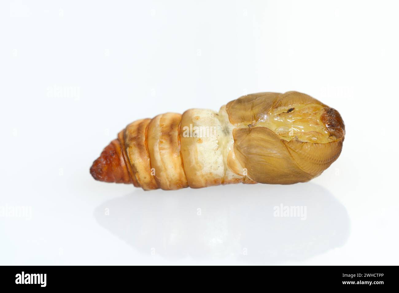 Tree of God spinner or Ailanthus spinner (Samia cynthia), pupa Stock Photo