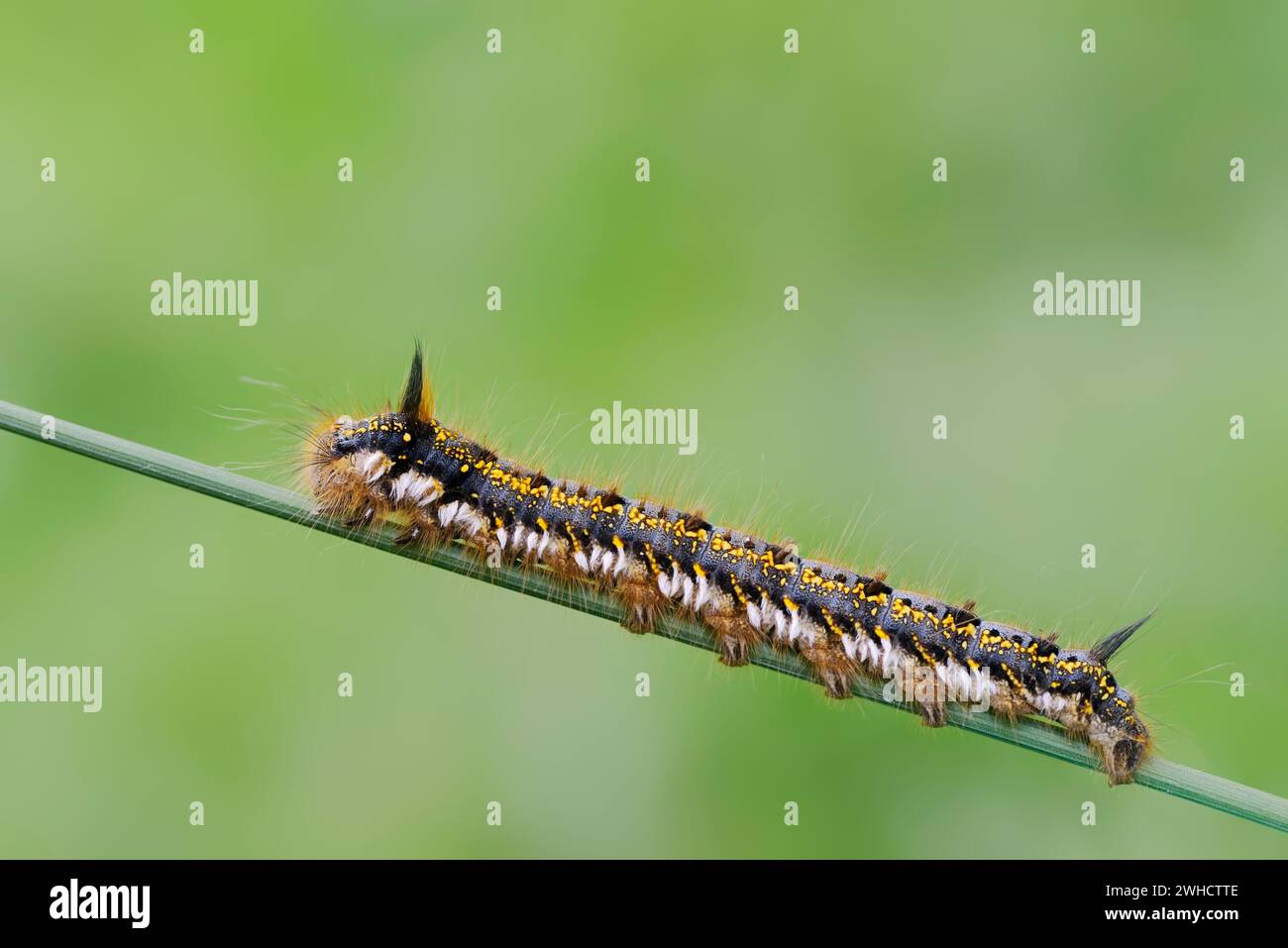 Grass cluck or drinker (Euthrix potatoria), caterpillar, North Rhine-Westphalia, Germany Stock Photo