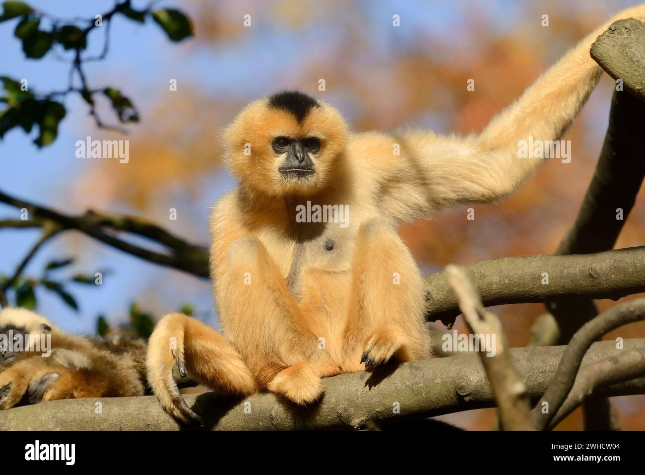 Northern white cheeked crested gibbon (Nomascus leucogenys), female